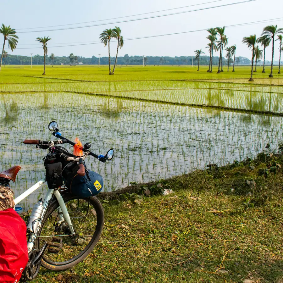 A bicycle parked beside a green rice field