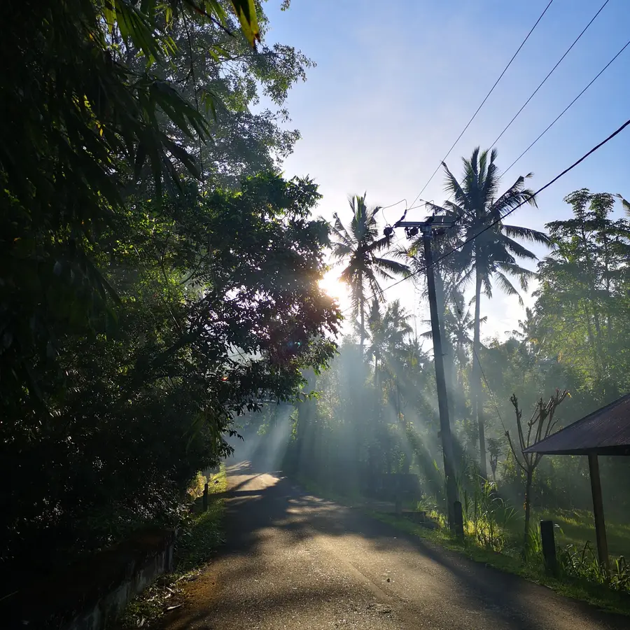 A quiet rural road lined with palm trees in morning mist