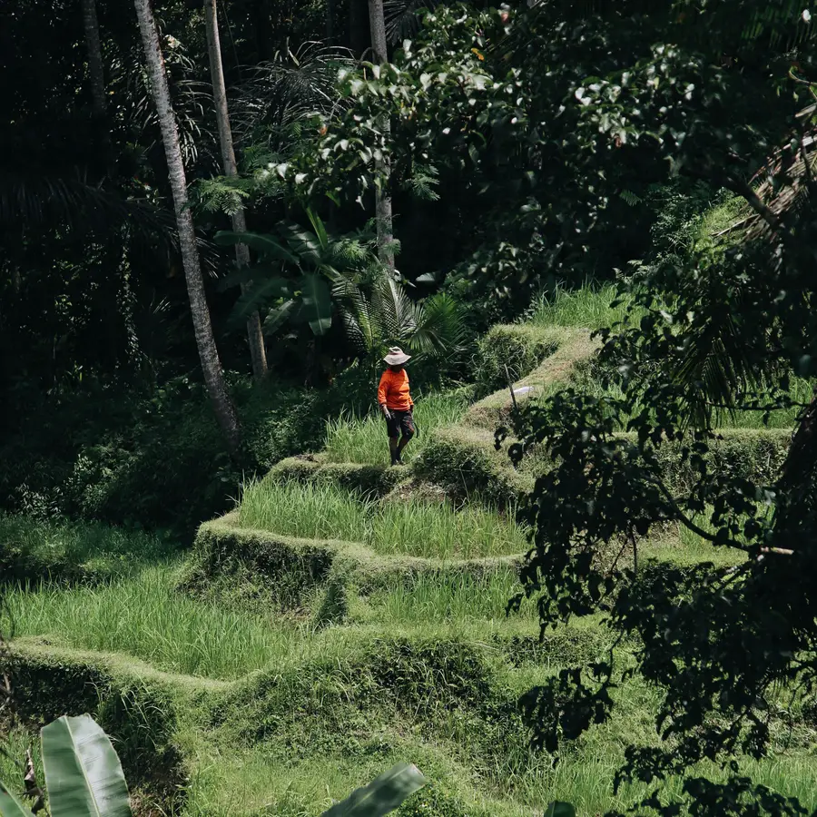 A farmer walking along green rice terraces
