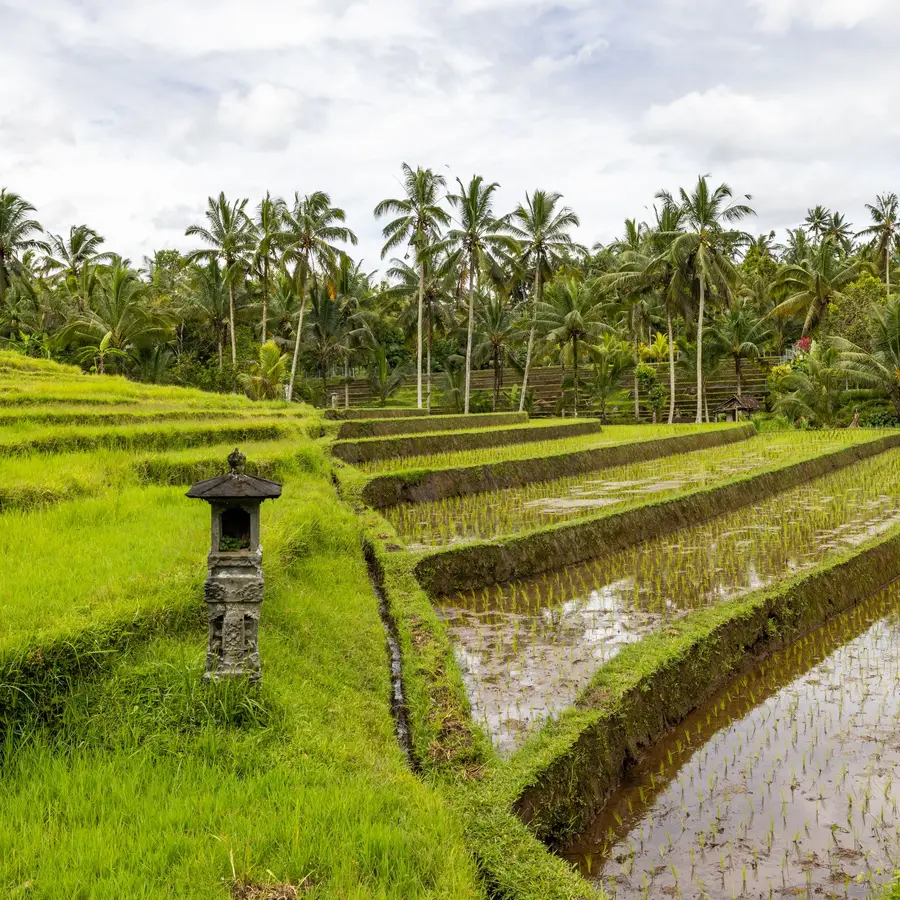 Terraced rice fields surrounded by palm trees