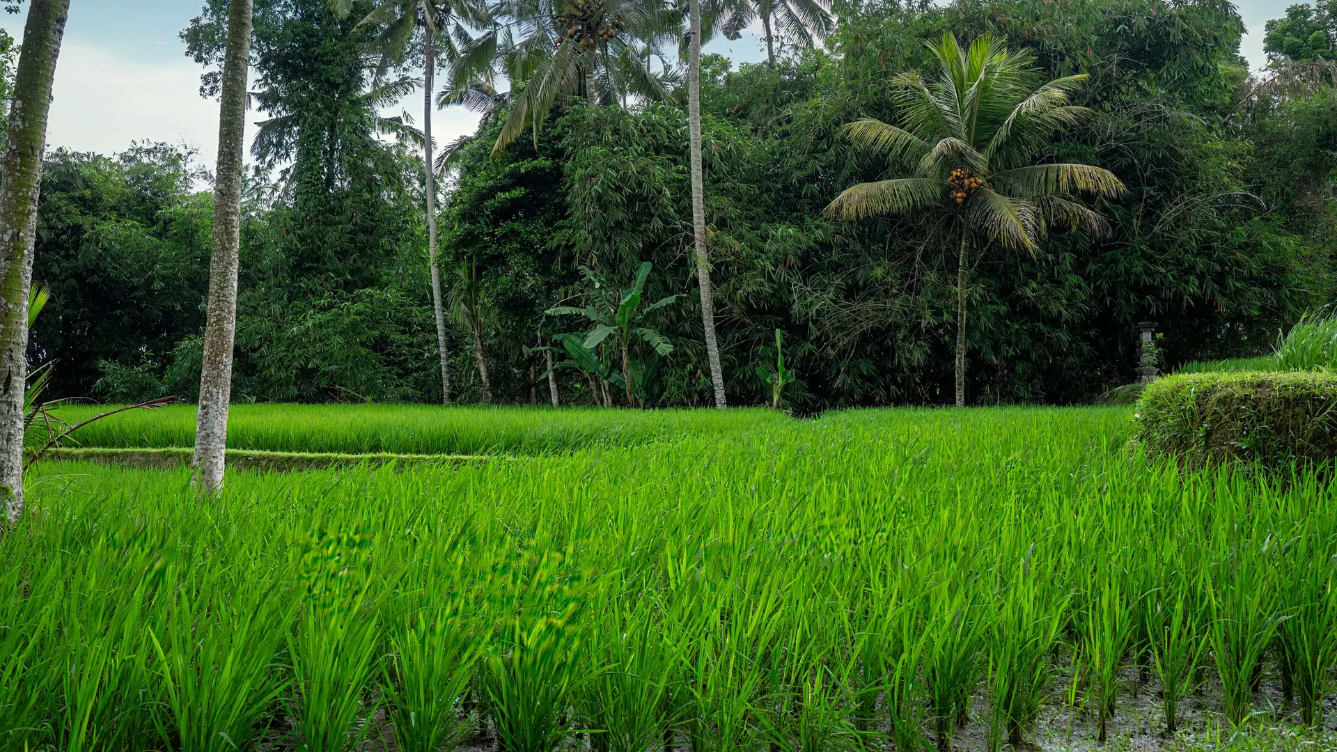 Rice fields and palm trees under a cloudy sky