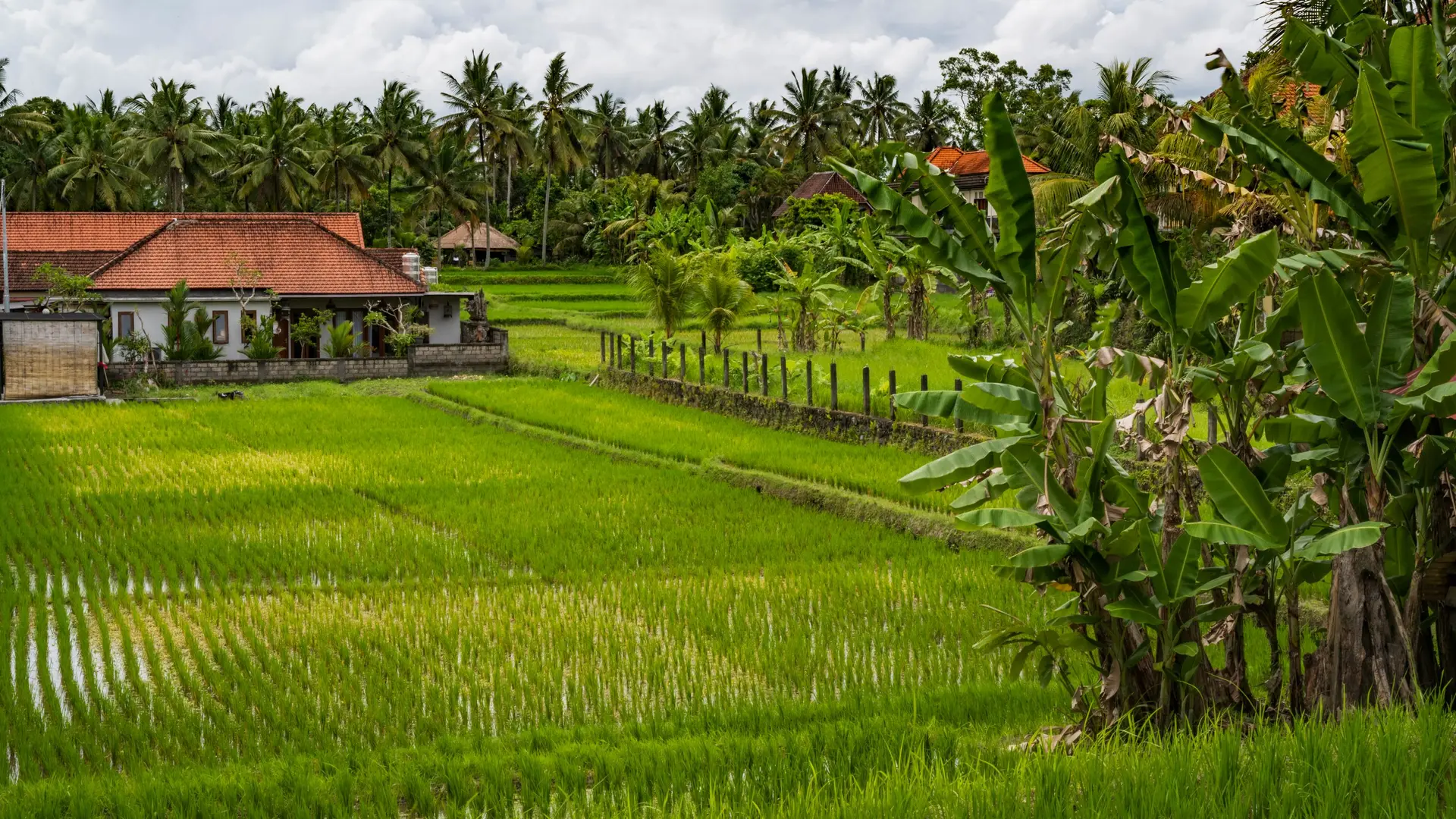 Rice fields with a small pavilion and tropical trees