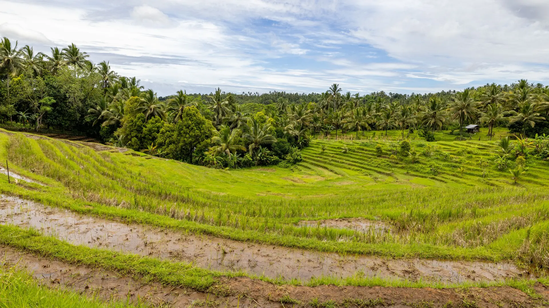 Terraced rice fields surrounded by palm trees