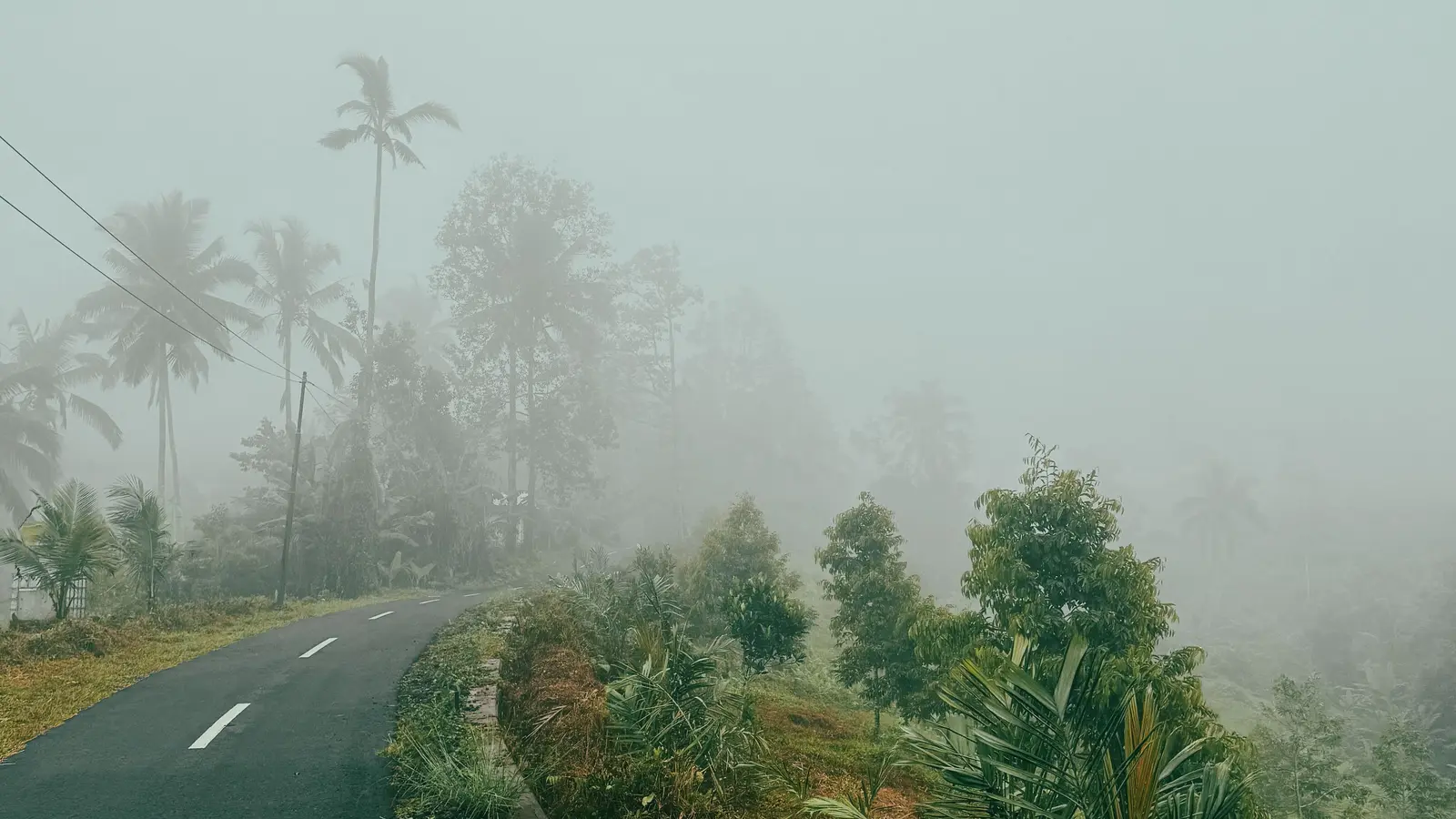 A misty rural road lined with tropical plants